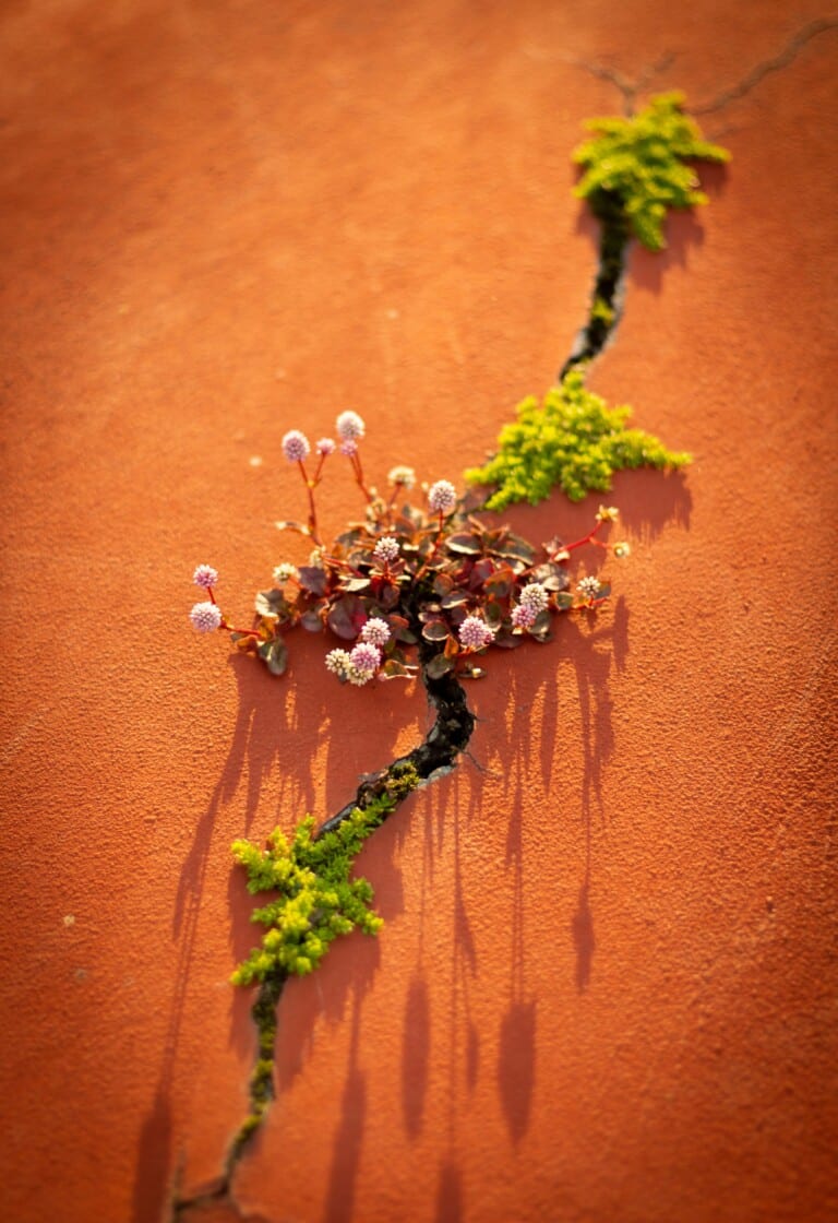 ©Nathália Arantes